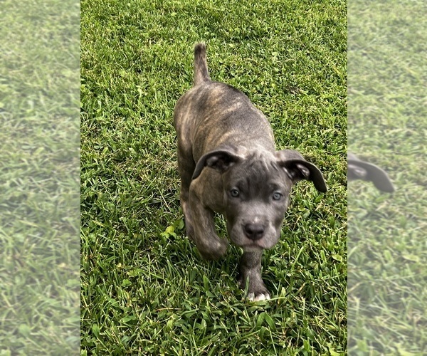 Medium Photo #1 Cane Corso Puppy For Sale in FREDERICKSBURG, VA, USA