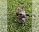 Puppy Puppy 5 Cane Corso