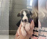 Small #4 Whippet