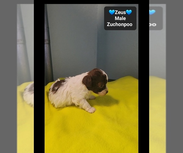 Medium Photo #2 Poodle (Toy)-Zuchon Mix Puppy For Sale in TUCSON, AZ, USA