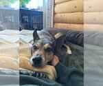 Small #2 Miniature Pinscher Mix
