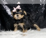 Small #5 Morkie