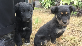 Labrador Retriever-Unknown Mix Dogs for adoption in MEMPHIS, TN, USA