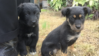 Small Photo #1 Labrador Retriever-Unknown Mix Puppy For Sale in MEMPHIS, TN, USA
