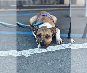 Arcee - Female American Staffordshire Terrier-Unknown Mix Dog for Adoption - Photo #3