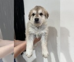 Small Photo #6 German Shepherd Dog-Great Pyrenees Mix Puppy For Sale in DULUTH, MN, USA