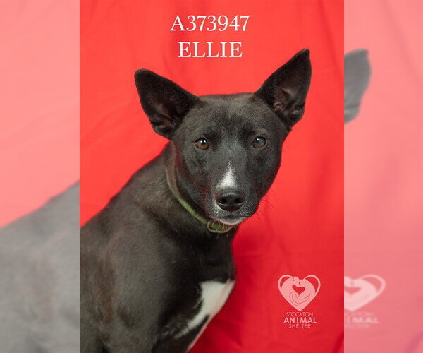 Medium Photo #1 Border Collie-Unknown Mix Puppy For Sale in Stockton, CA, USA