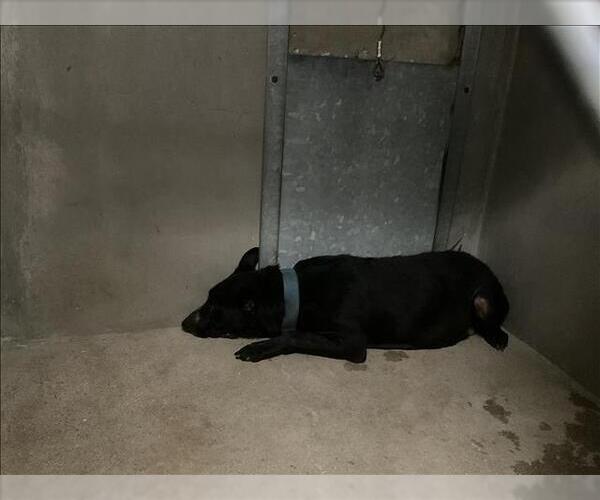 Medium Photo #1 Labrador Retriever-Unknown Mix Puppy For Sale in San Bernardino, CA, USA