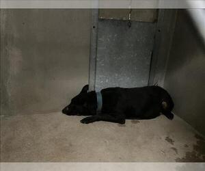 Labrador Retriever-Unknown Mix Dogs for adoption in San Bernardino, CA, USA