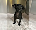 Small #2 Chihuahua Mix