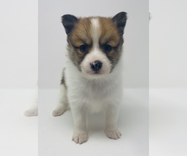 Medium Photo #3 Finnish Spitz-Pomeranian Mix Puppy For Sale in MONCLOVA, OH, USA