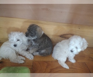 Schnoodle (Miniature) Puppy for sale in NEW MADISON, OH, USA