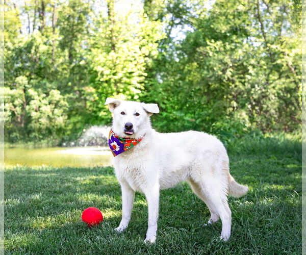 Medium Photo #6 Labrenees Puppy For Sale in Unionville, PA, USA