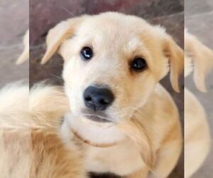 German Shepherd Dog-Golden Retriever Mix Puppy for sale in MODESTO, CA, USA