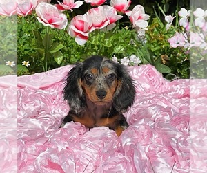 Dachshund Puppy for sale in MIAMI, FL, USA