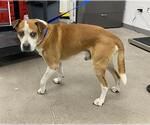 Small #3 Boxer-Retriever  Mix