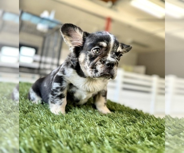Medium Photo #5 French Bulldog Puppy For Sale in TUCSON, AZ, USA