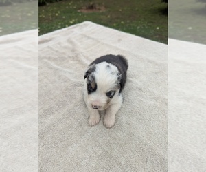 Miniature Australian Shepherd Puppy for sale in ADAIRSVILLE, GA, USA