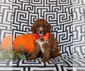 Goldendoodle (Miniature) Puppy for sale in COCHRANVILLE, PA, USA