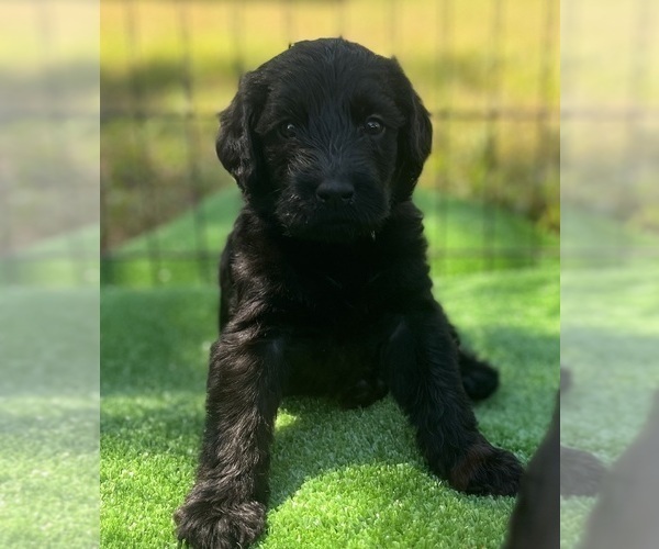Medium Photo #9 Labradoodle Puppy For Sale in WAVERLY, VA, USA
