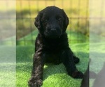 Small #8 Labradoodle