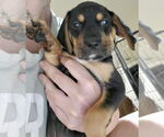 Small #1 Beagle-Spaniel Mix