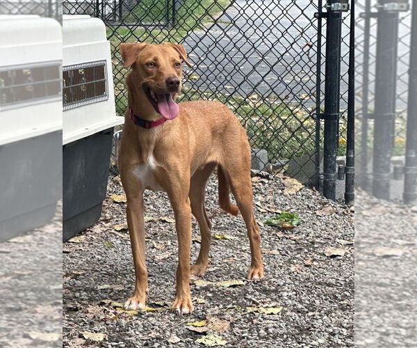 Medium Photo #13 Mutt Puppy For Sale in Elmsford, NY, USA