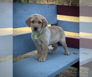 Labrador Retriever Puppy for sale in AUGUSTA, WI, USA