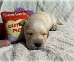 Small Photo #36 Labrador Retriever Puppy For Sale in HIGH POINT, NC, USA