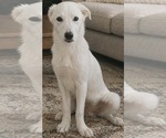 Small Labrador Retriever Mix