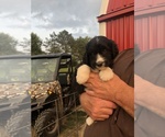 Small Photo #9 Pyredoodle Puppy For Sale in PAULDING, OH, USA