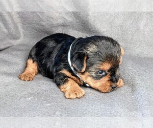 Yorkshire Terrier Puppy for sale in SYRACUSE, IN, USA