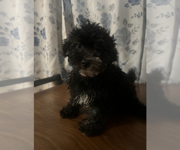 Medium Photo #10 Poodle (Miniature) Puppy For Sale in DURHAM, CT, USA