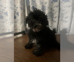 Small #9 Poodle (Miniature)