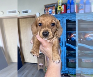 Dachshund Puppy for sale in LA JUNTA, CO, USA