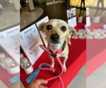 Small #2 Chihuahua Mix