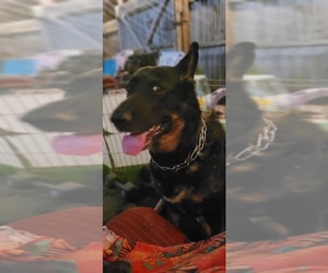 German Shepherd Dog Dog for Adoption in AKRON, Ohio USA
