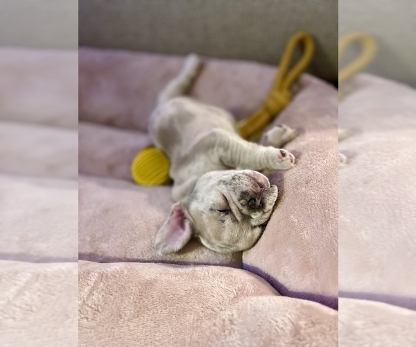Medium Photo #5 French Bulldog Puppy For Sale in PHILADELPHIA, PA, USA
