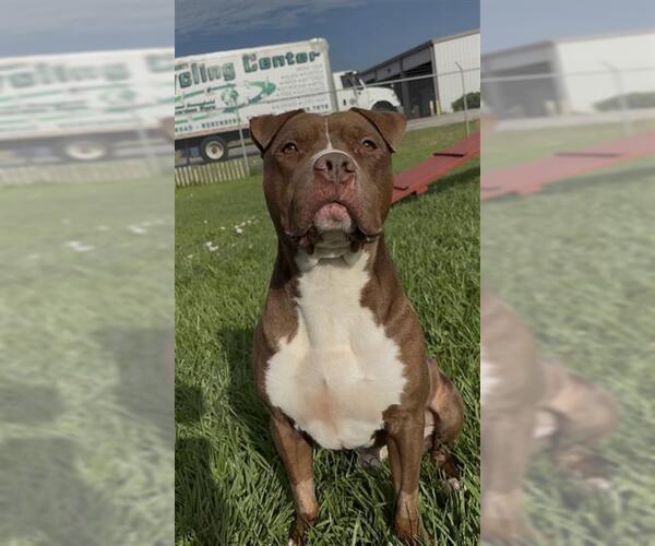 Medium Photo #2 Mutt Puppy For Sale in Rosenberg, TX, USA