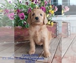 Puppy Lincoln Goldendoodle