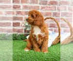 Small #9 Cavapoo (Miniature)
