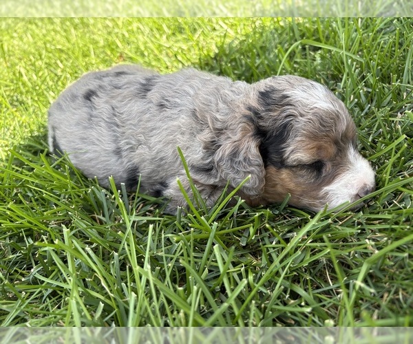 Medium Photo #5 Bernedoodle (Miniature) Puppy For Sale in HELPER, UT, USA