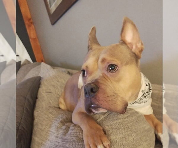 Medium Photo #3 Mutt Puppy For Sale in Tenafly, NJ, USA