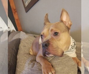 Deuce - Male Mutt Dog for Adoption - Photo #3