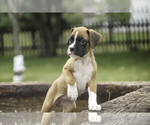 Small #4 Boxer