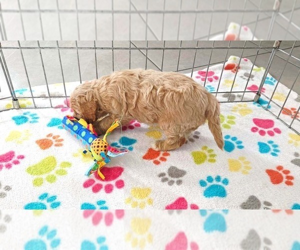 Medium Photo #15 Cavapoo mix (+ Poodle Miniature) Puppy For Sale in ORO VALLEY, AZ, USA