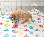 Small #14 Cavapoo mix (+ Poodle Miniature)