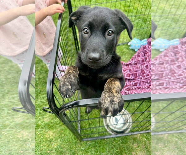Medium Photo #4 German Shepherd Dog-Unknown Mix Puppy For Sale in Germantown, OH, USA