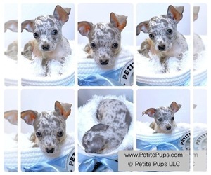 Chihuahua Puppy for sale in OZONE PARK, NY, USA