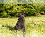Small Photo #9 Cane Corso Puppy For Sale in MENTONE, IN, USA